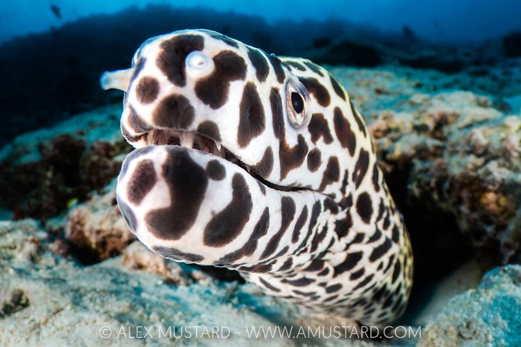 Honeycomb Moray, Maldives