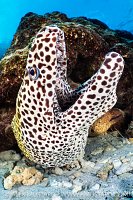 Honeycomb Moray, Maldives
