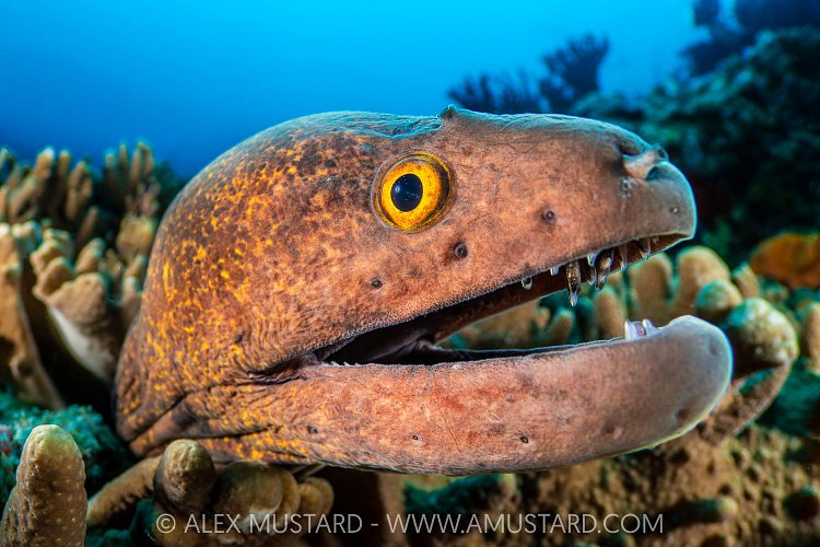 Moray Face, Maldives