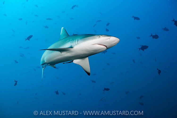 Grey Reef Shark, Maldives