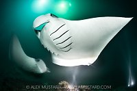 Mantas Feeding At Night, Maldives