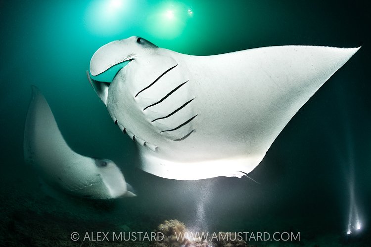 Mantas Feeding At Night, Maldives