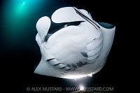 Manta Feeding At Night, Maldives