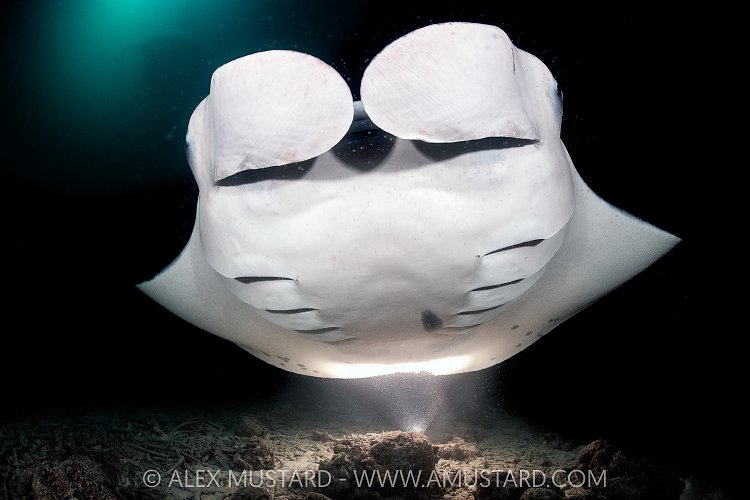Manta Feeding At Night, Maldives