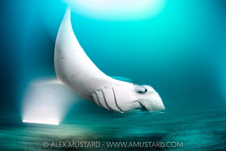 Manta Feeding At Night, Maldives