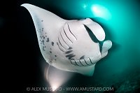 Manta Feeding At Night, Maldives