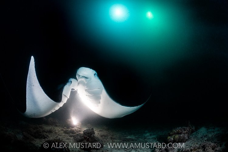 Manta Pair Feeding At Night, Maldives