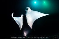 Manta Pair Feeding At Night, Maldives