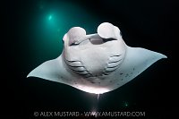 Manta Feeding At Night, Maldives