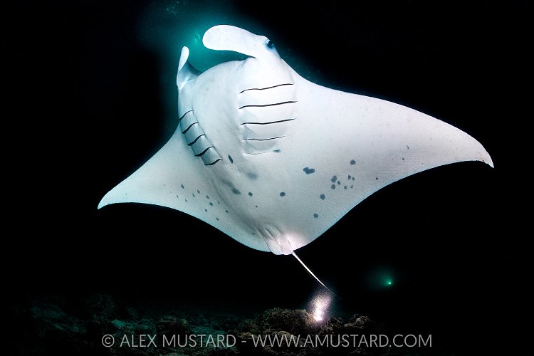 Manta Feeding At Night, Maldives