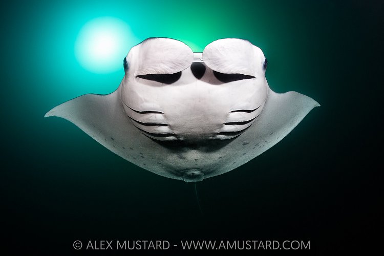 Manta Feeding At Night, Maldives