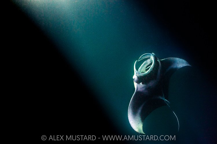 Manta In Beams, Maldives