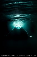 Manta In Beams, Maldives