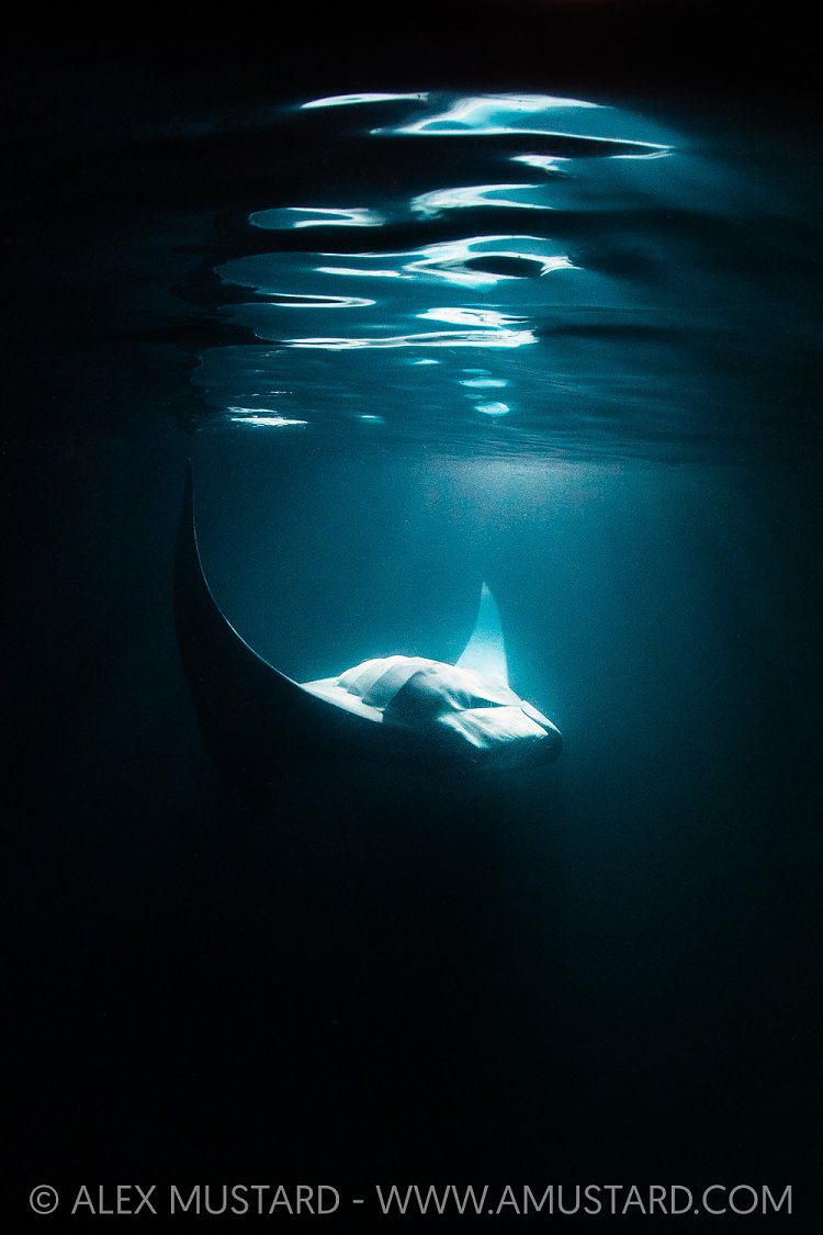 Manta In Beams, Maldives