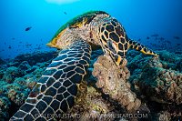 Hawksbill Feeding, Maldives