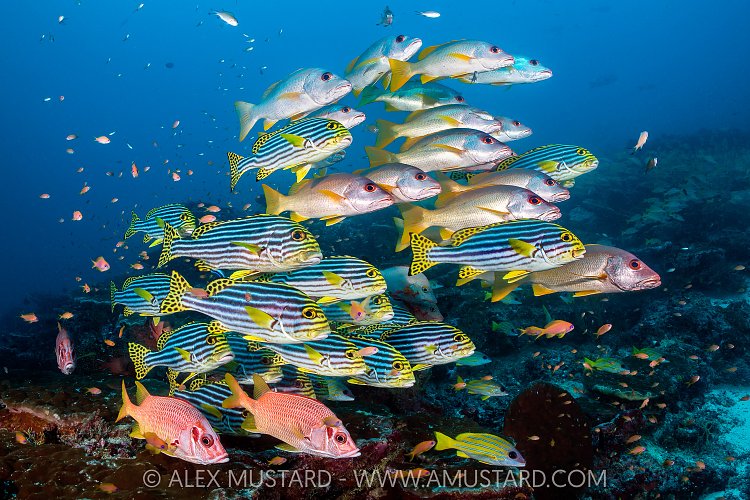 Mixed School Of Fish, Maldives