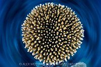 Table Coral Spin, Maldives