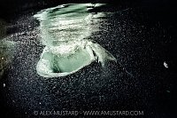 Whale Shark Feeding At Night, Maldives