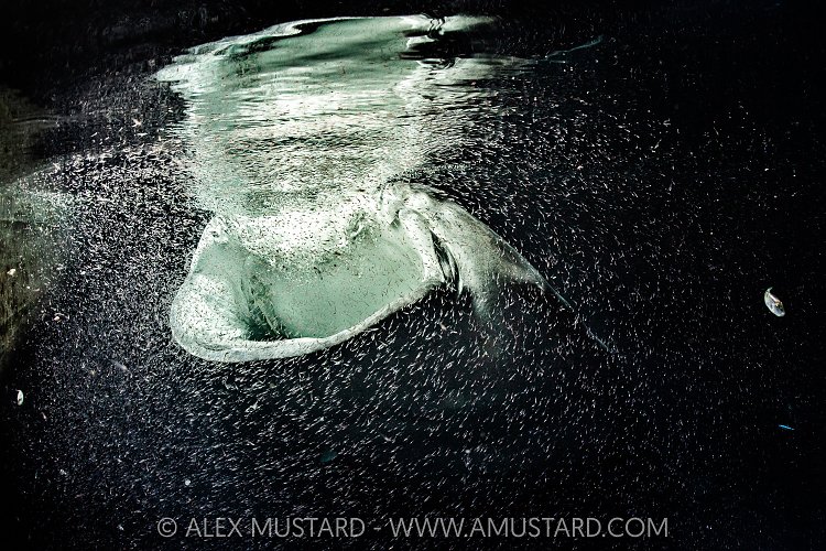 Whale Shark Feeding At Night, Maldives