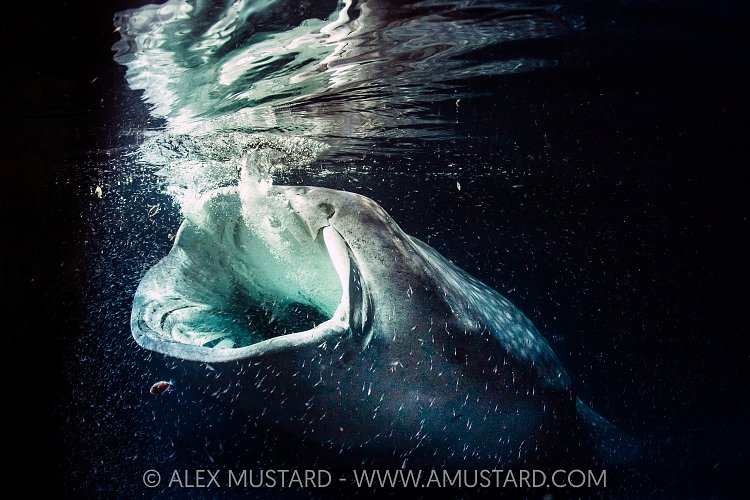 Whale Shark Feeding At Night, Maldives