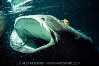 Whale Shark Feeding At Night, Maldives