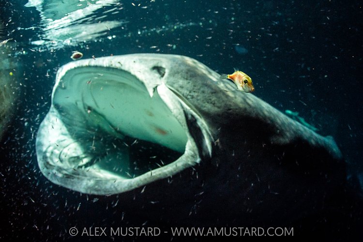 Whale Shark Feeding At Night, Maldives
