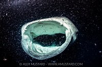 Whale Shark Feeding At Night, Maldives