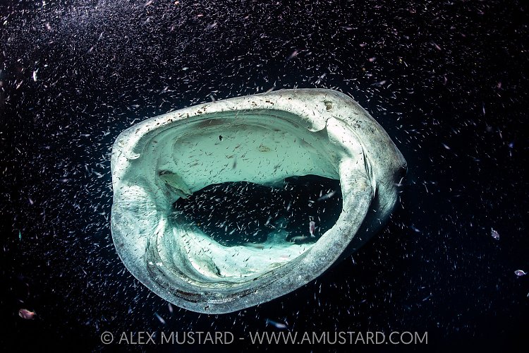 Whale Shark Feeding At Night, Maldives