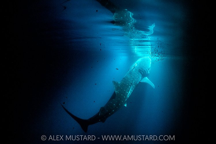 Whale Shark Feeding At Night, Maldives