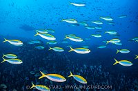 Fusiliers & Snappers, Maldives