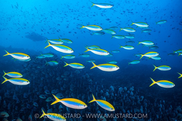 Fusiliers & Snappers, Maldives