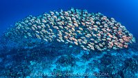 Schooling Snappers, Maldives