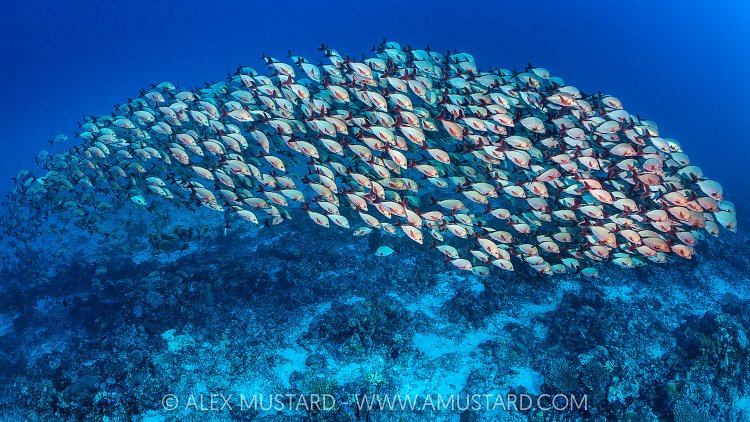 Schooling Snappers, Maldives