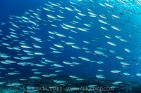 Schooling Fusiliers, Maldives