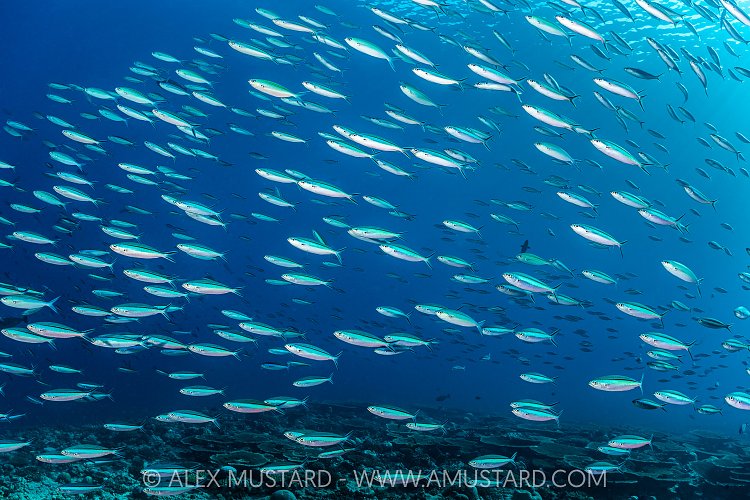 Schooling Fusiliers, Maldives