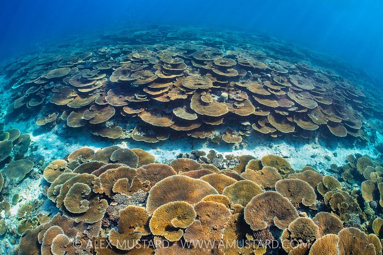 Table Corals, Maldives