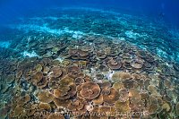 Table Corals, Maldives