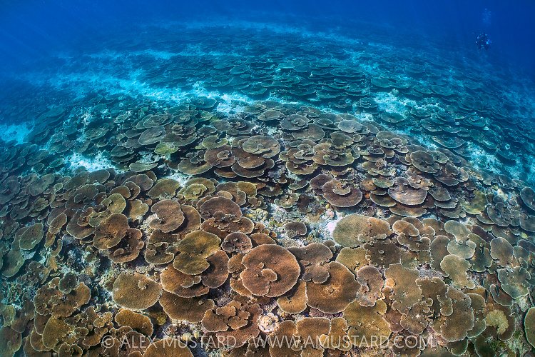 Table Corals, Maldives