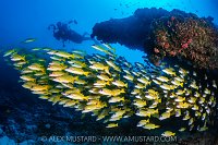 Diving With Snappers, Maldives