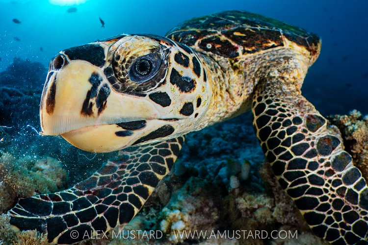 Hawksbill Turtle, Maldives