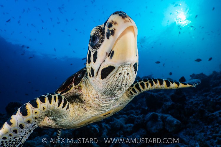 Hawksbill Turtle, Maldives