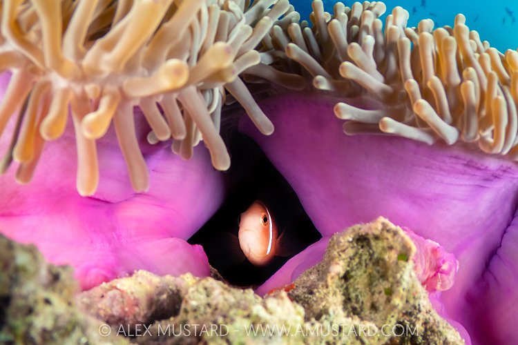 Maldivian Anemonfish Hiding, Maldives