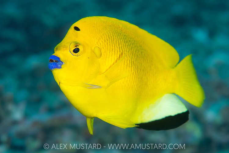 Three Spot Angelfish, Maldives