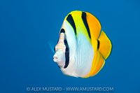Saddleback Butterflyfish, Maldives