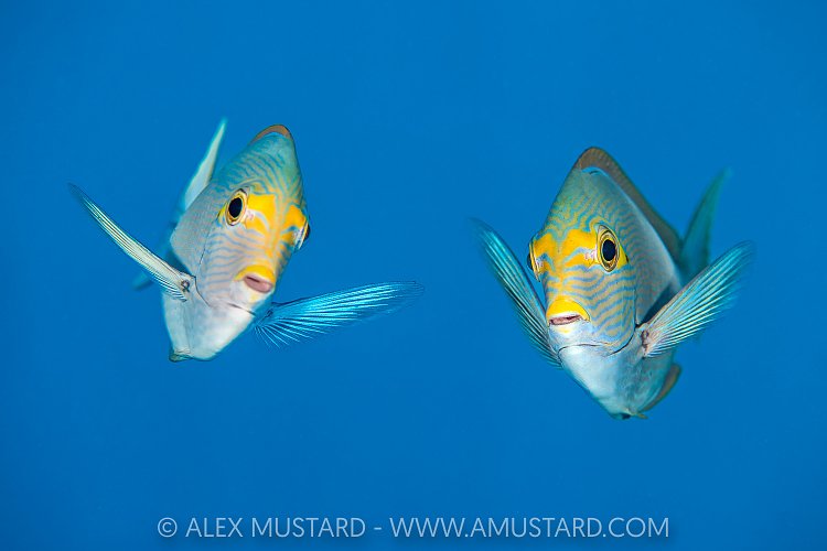 Pale Surgeonfish Pair, Maldives