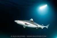Blacktip Reef Shark, Maldives