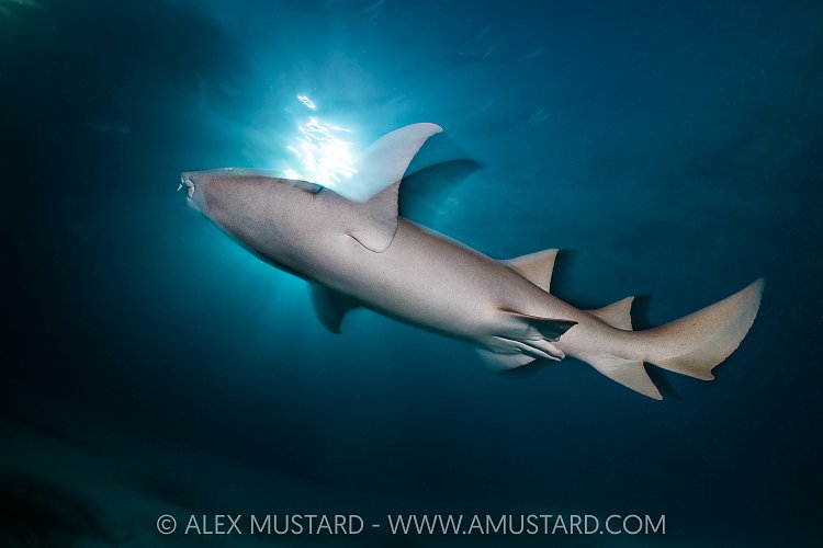 Nurse Shark At Dusk, Maldives