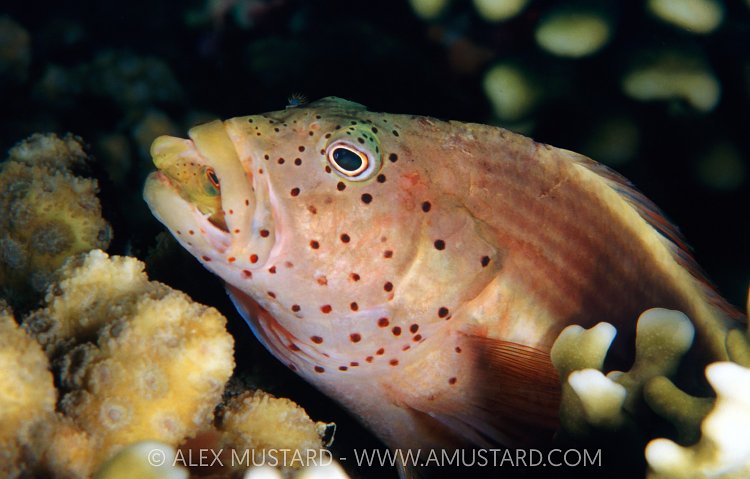 Hawkfish Canibalism, Egypt