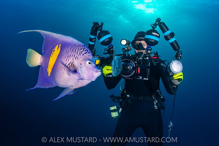 Diver Photographs Angelfish, Egypt