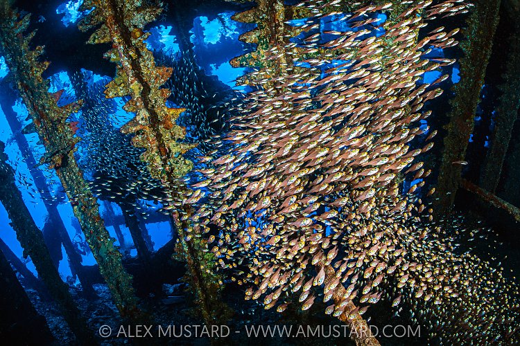 Glassfish In Wreck, Egypt